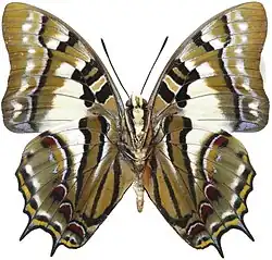 P. pyrrhus pyrrhus.