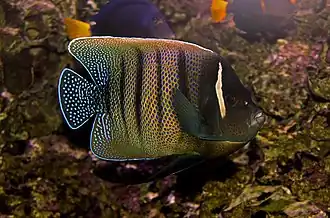 Poisson-ange à six bandes (Pomacanthus sexstriatus)
