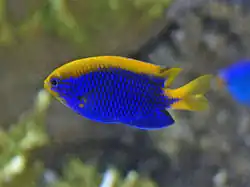 Chrysiptera starcki