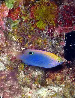 Pomacentrus vaiuli