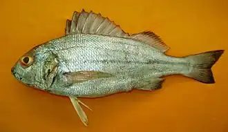 Pomadasys stridens