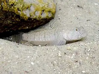 Description de l'image Pomatoschistus marmoratus male.jpg.