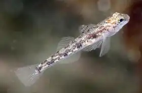 Pomatoschistus pictus adriaticus