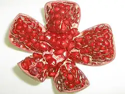 Grains de grenade