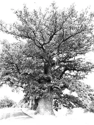 Nowa Bogacica