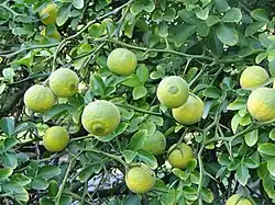 Poncires (jardin botanique de Bratislava&nbsp;(en))