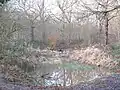Etang dans Oxleas Wood