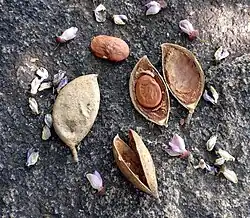 Fruits.