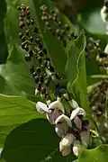 Inflorescence.