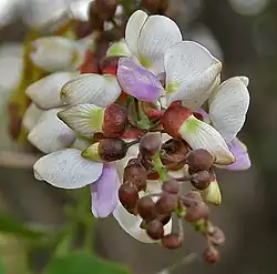 Fleur.