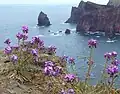 Giroflée de Madère (Matthiola maderensis)