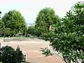 Arbres de la place