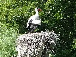 Reproduction de la Cigogne blanche à Romaine.