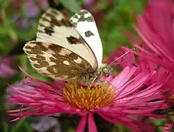 Pontia daplidice