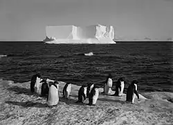 Pingouins à Cap Royds