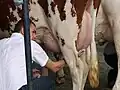 Désinfection de la mamelle pour éviter les mammites et la contamination du lait par des bactéries