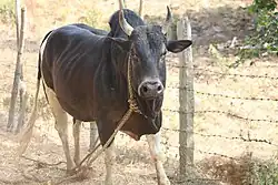Photo couleur d'une vache noire à pattes blanches attachée d'une corde au cou.