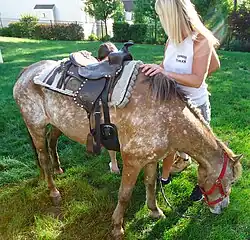 poney sellé à côté d'une femme adulte