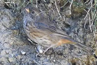Description de l'image Poospiza rubecula 61492370.jpg.