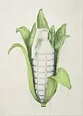 Pop-Corn.