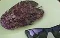 Une popinée à côté de lunettes (pour l'échelle)