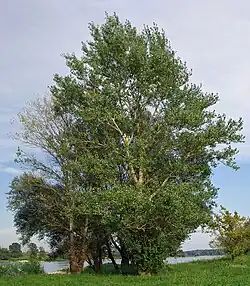 Photographie d'un petit groupe d'arbres près d'une rivière.