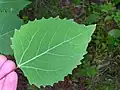 Feuille de Populus grandidentata.
