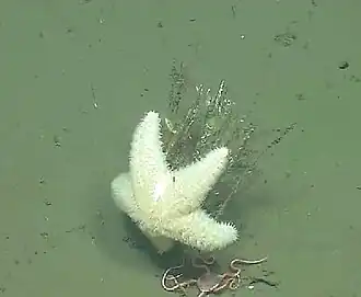 Poraniopsis inflata