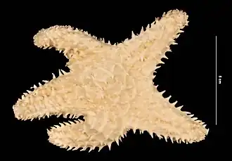 Poraniopsis inflata