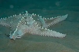 Poraster superbus