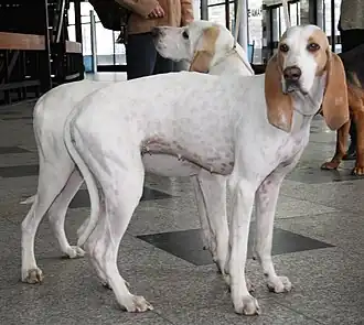 Porcelaines présentés à une exposition canine en Pologne.