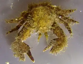 Porcellana platycheles