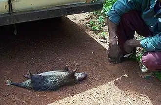 Vente d'un athérure africain comme gibier.