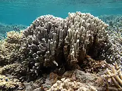 Porites compressa