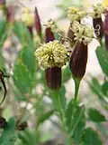 Inflorescence.