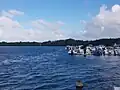 Port de Vieux-Bourg, vue sur la mangrove