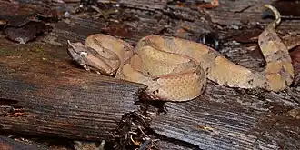 Description de l'image Porthidium nasutum (La Selva Biological Station).jpg.