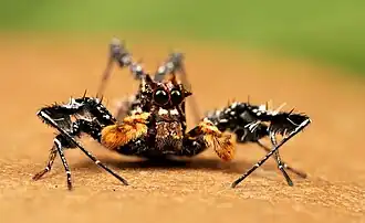 Description de cette image, également commentée ci-après
