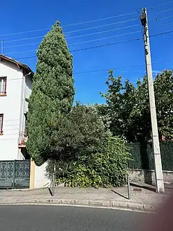 Arbres de la rue Chevreul, signalant l'ancien fossé de la Rize.