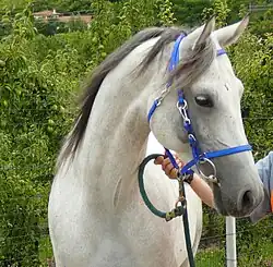 Étalon gris au profil subconcave, en France.