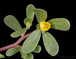 Fleur terminale.