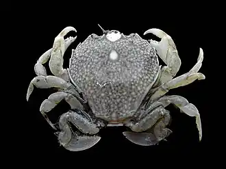Portumnus latipes