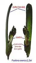 Inflorescence de P.oceanica.La spathe foliacée, dont une valve a été arrachée, enserre un spadice verdâtre