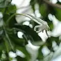 fleur de Posoqueria longiflora