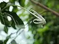 fleur de Posoqueria longiflora