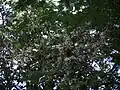 rameau fleuri de Posoqueria longiflora