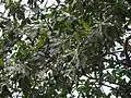 rameau fleuri de Posoqueria longiflora