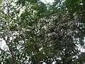 rameau fleuri de Posoqueria longiflora