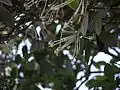 inflorescence de Posoqueria longiflora