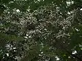 inflorescences de Posoqueria longiflora
